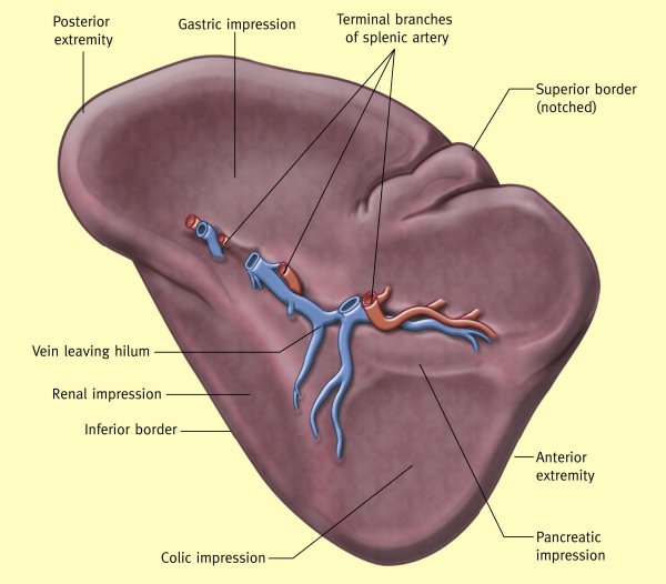Строение селезенки человека анатомия