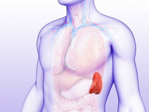 Строение селезенки