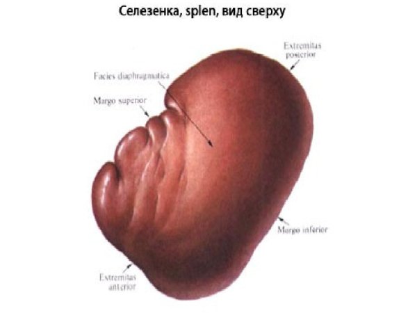 Органы человека селезенка