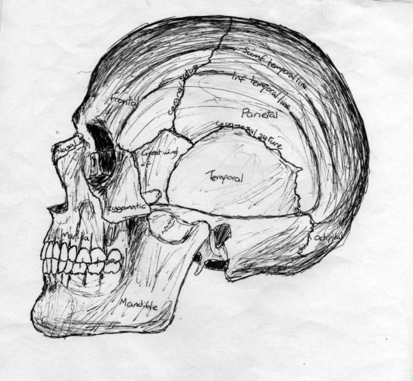 Пропорции черепа человека