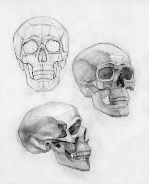 Баммес череп человека