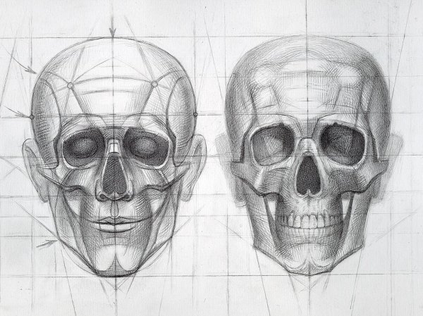 Скелет черепа сбоку