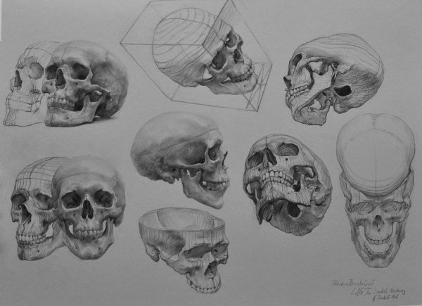 Череп сбоку пластическая анатомия