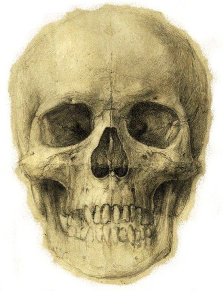 Череп сбоку рисунок гипсовый