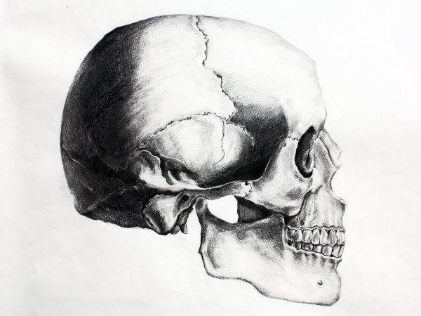 Анатомия Барчаи череп