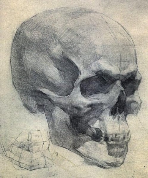 Построение черепа сбоку