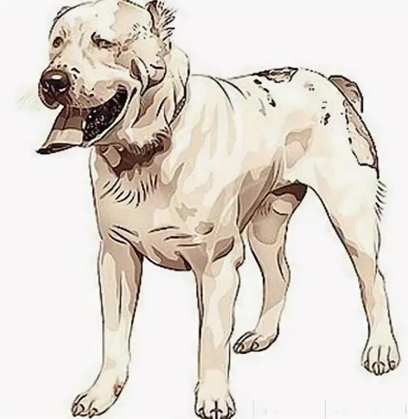 Алабай собака