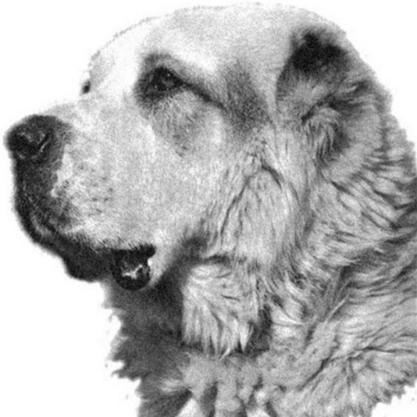 Раскраска алабая