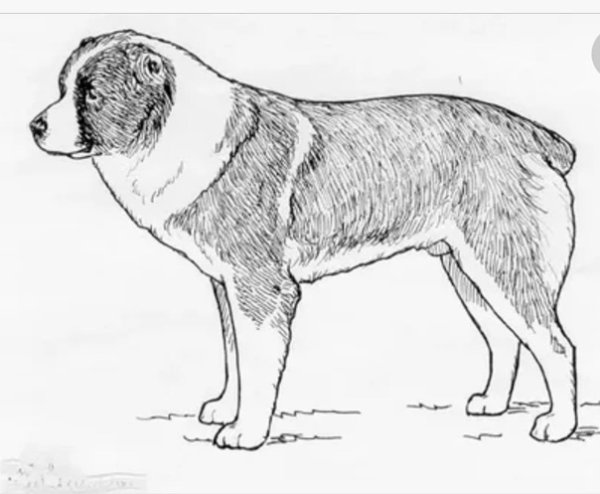 Среднеазиатская овчарка