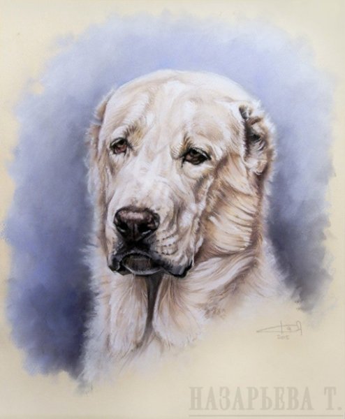 Среднеазиатская овчарка контур