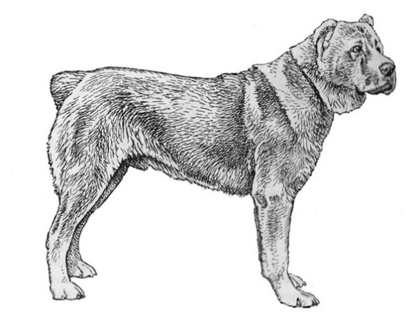 Среднеазиатская овчарка алабай рисунки