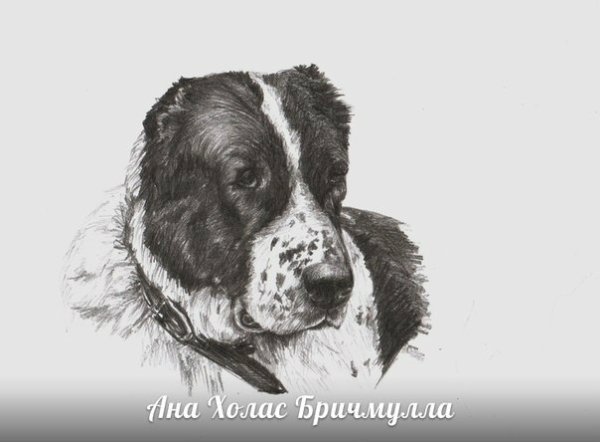 Среднеазиатская овчарка