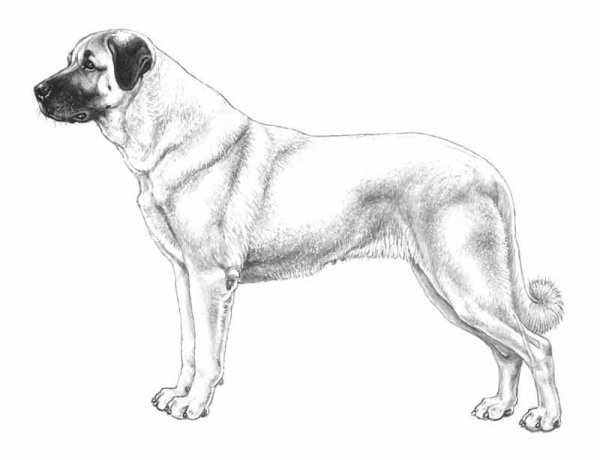 Разукрашка тибетский мастиф