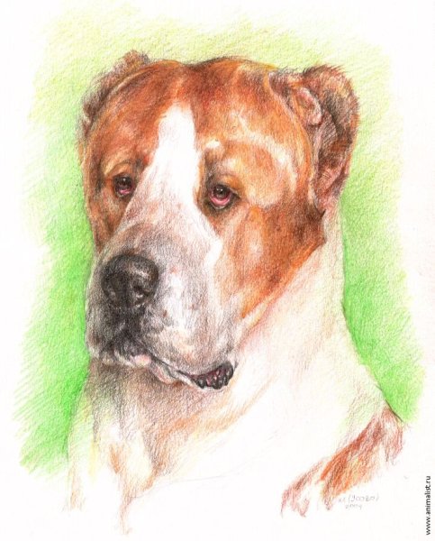 Алабай контур