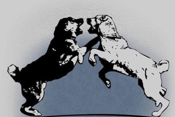 Кане Корсо алабай порода