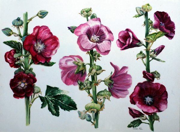 Мальва батик