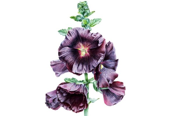 Мальвы Сьюзен Борден