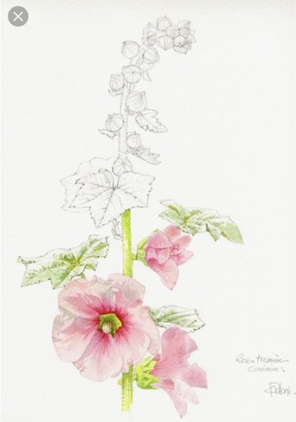 Антуан Шазаль Мальва