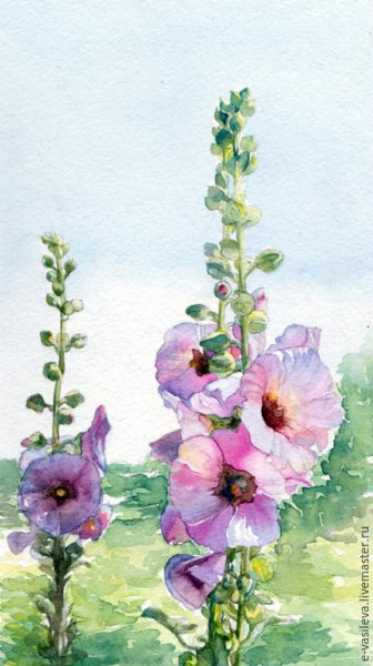 Мальва карандашом