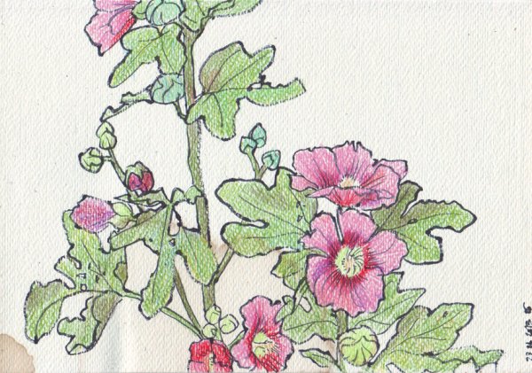 Шток роза гербарий