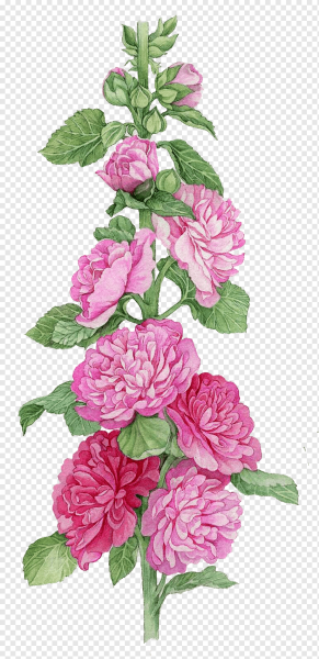 Мальва рисунки цветов