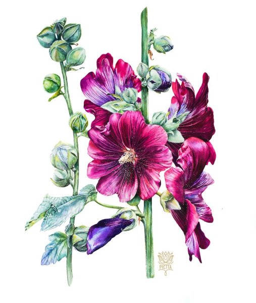 Мальва Городецкая