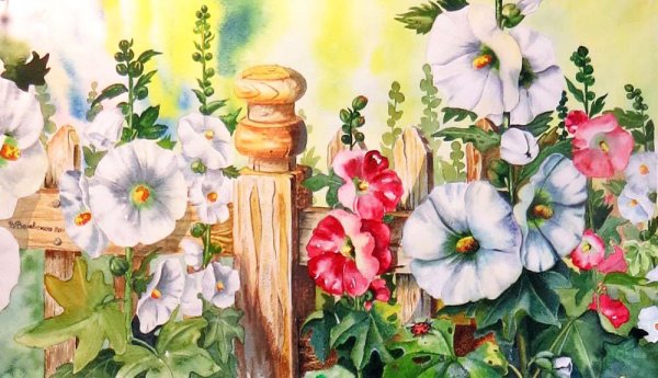 Мальвы Сьюзен Борден