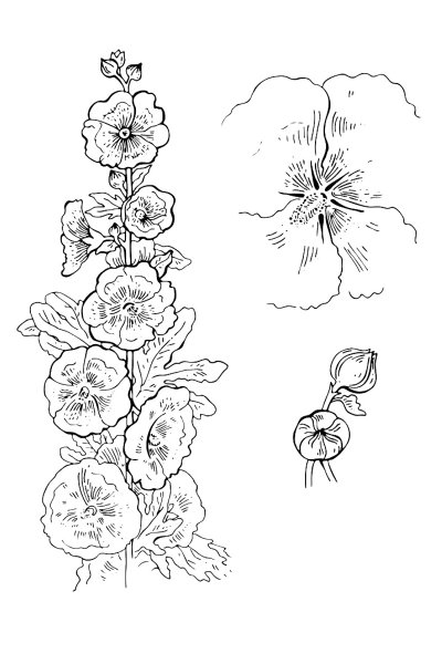 Мальвы узор