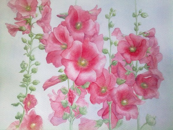 Лаватера акварелью