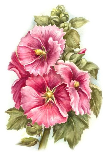 Наброски карандашом цветы