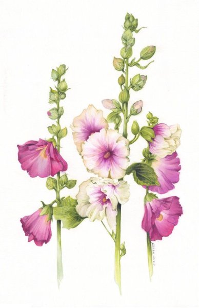 Мальва Ботаническая иллюстрация