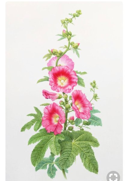 Мальва пурпурная