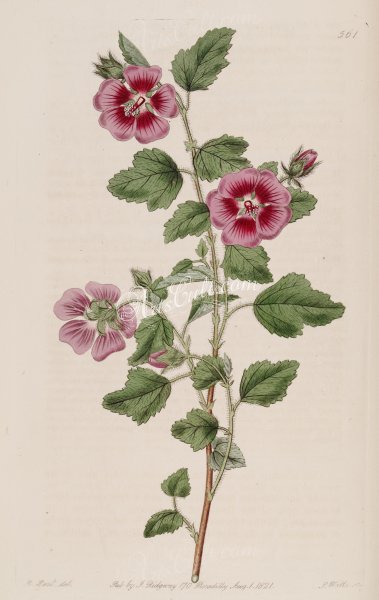 Мальва акварелью Барбара Фокс