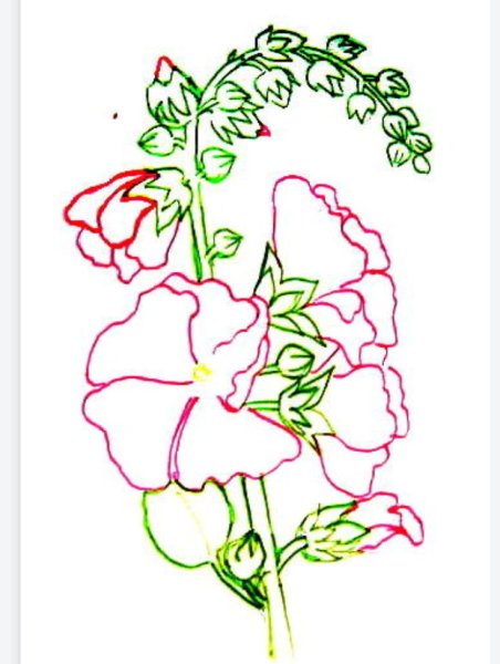 Мальвы Сьюзен Борден