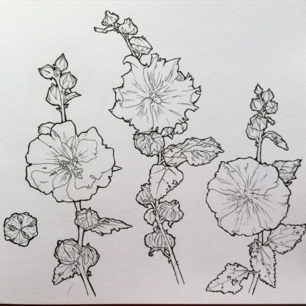 Мария Стежко розы акварель