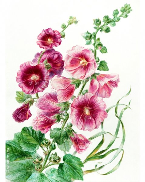 Alcea Ботаническая иллюстрация