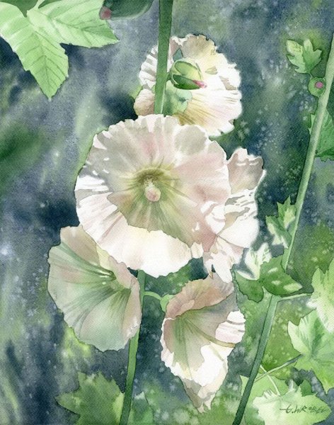 Мальва цветок Ботаническая иллюстрация