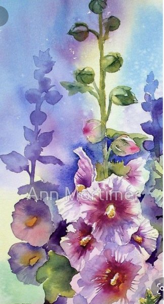 Мальва Ботаническая иллюстрация