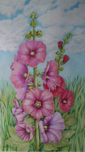 Цветы Мальва акварель