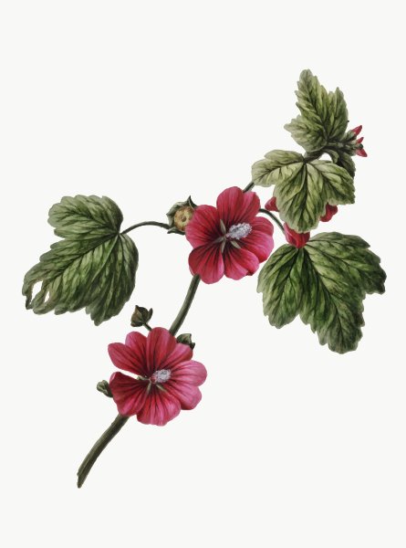 Мальва контур