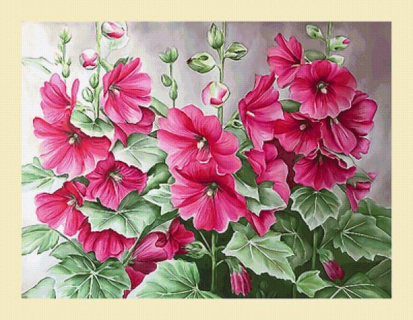 Мальва Лесная Ботаническая иллюстрация