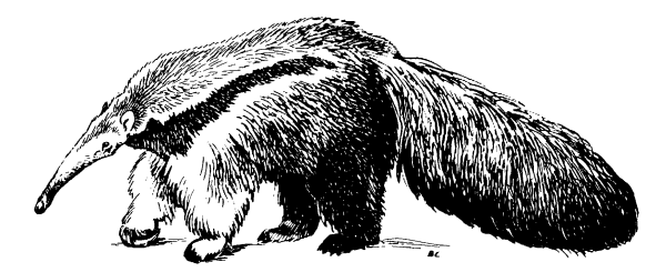 Гигантский трехпалый муравьед