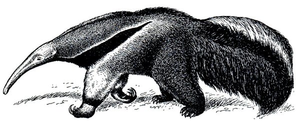 Броненосец муравьед Утконос