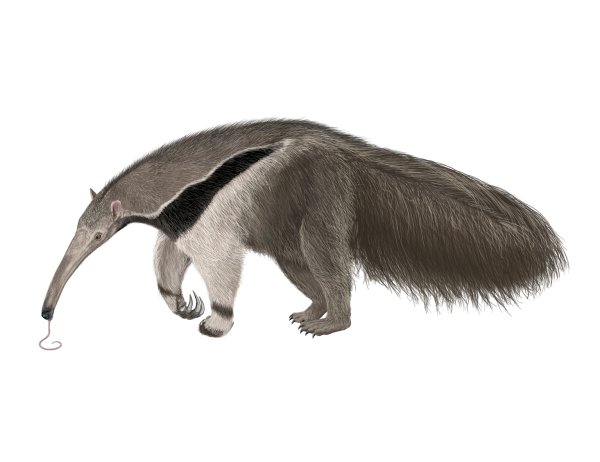 Муравьед сбоку