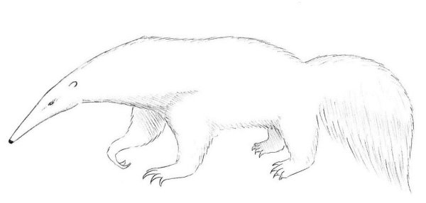 Муравьед рисунок для детей