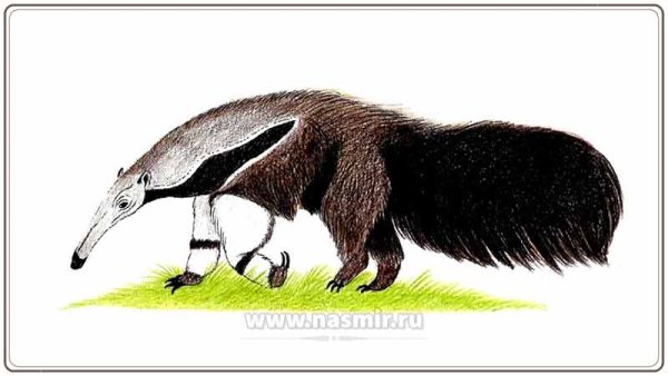 Муравьед мультяшный