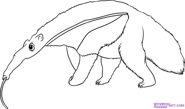 Муравьед раскраска для детей