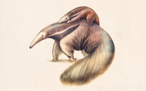 Муравьед арт