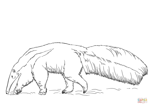 Муравьед раскраска для детей