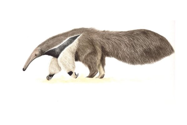 Муравьед раскраска для детей